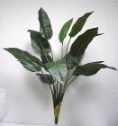 Bird of Paradise